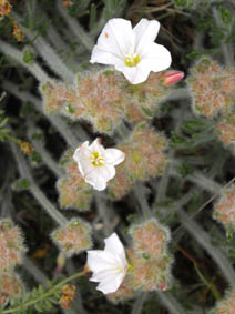 Convolvulus lanuginosus